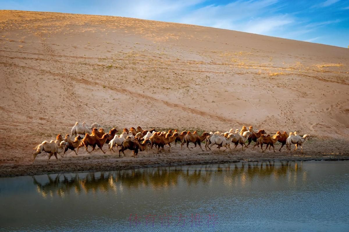 骆驼群“抢戏” 布拉贝克“战术”成功 骆驼群“抢戏” 布拉贝克“战术”成功